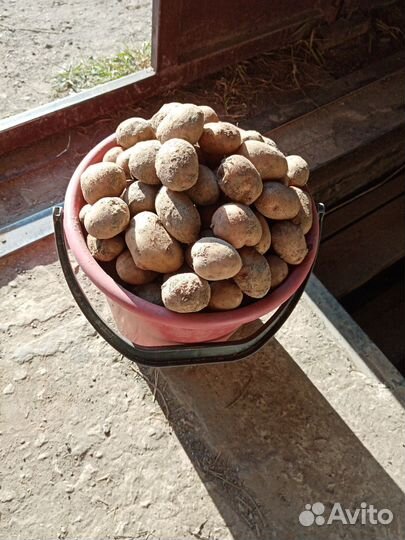 Продам картофель мелкий