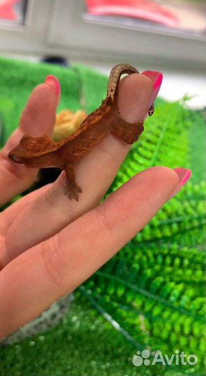 Геккон бананоед