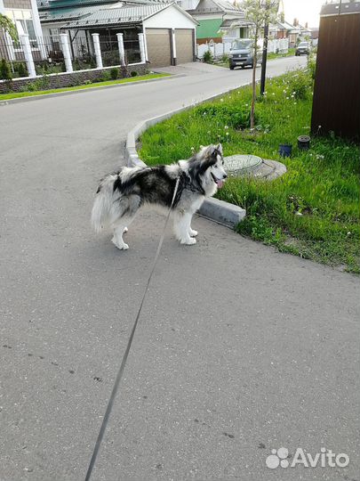 Сибирский хаски вязка