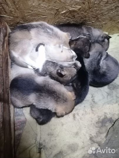 Щенки сибирской хаски