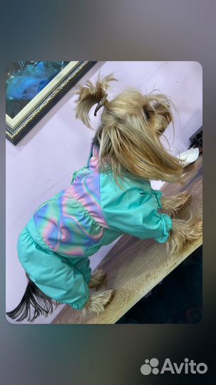 Одежда для собак