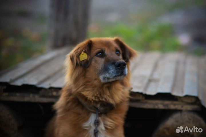 Собака в добрые руки