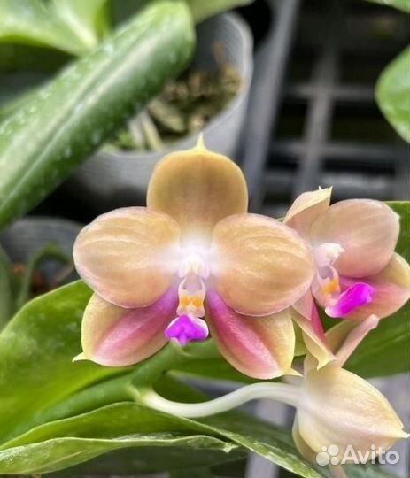 Фаленопсисы Азия - часть 2