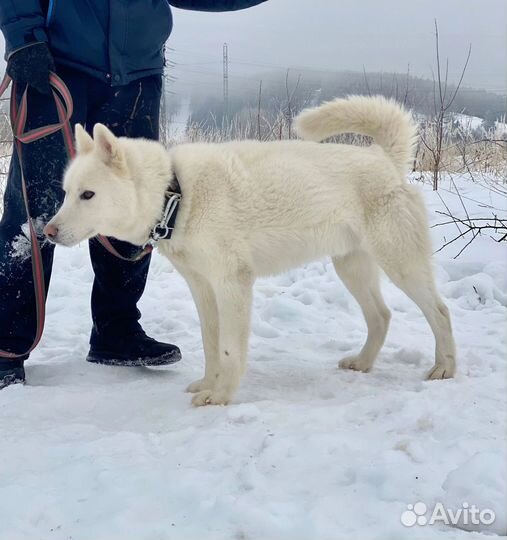 Собака в добрые руки. хаски