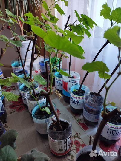 Саженцы винограда