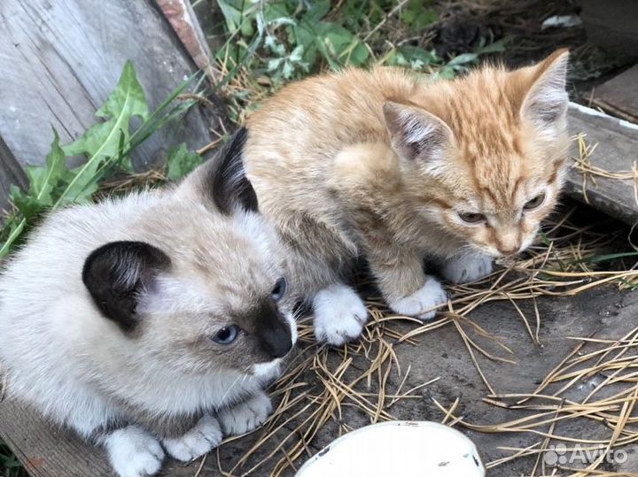 Котята мальчики