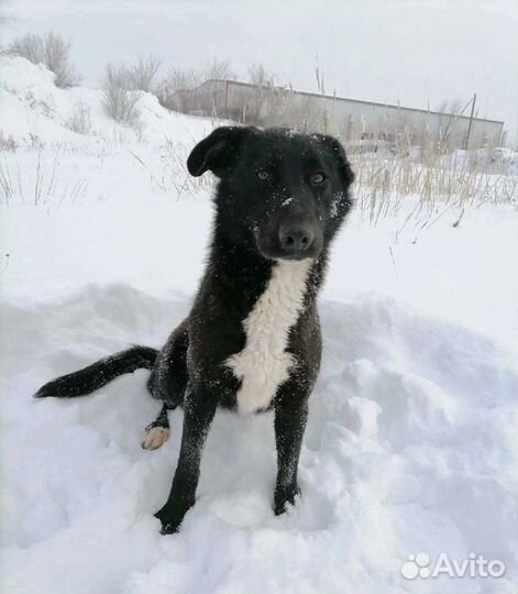 Собака Мирана