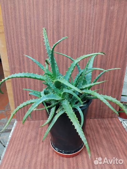 Авокадо,традесканция,финиковая пальма,кактусы,алое