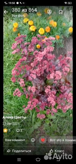 Садовые цветы