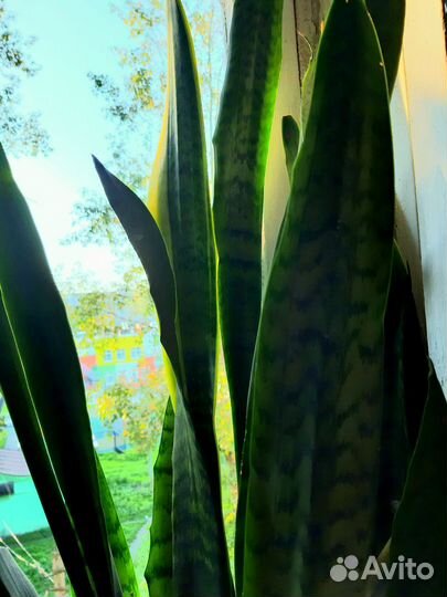 Сансевиерия сортовая три вида в горшке