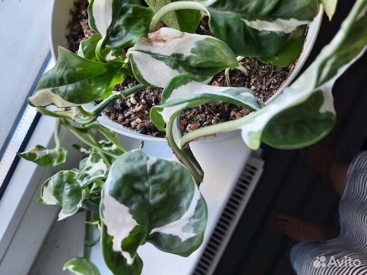 Сциндапсус эпипремнум