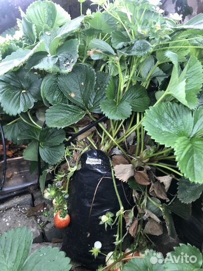 Рассада клубники