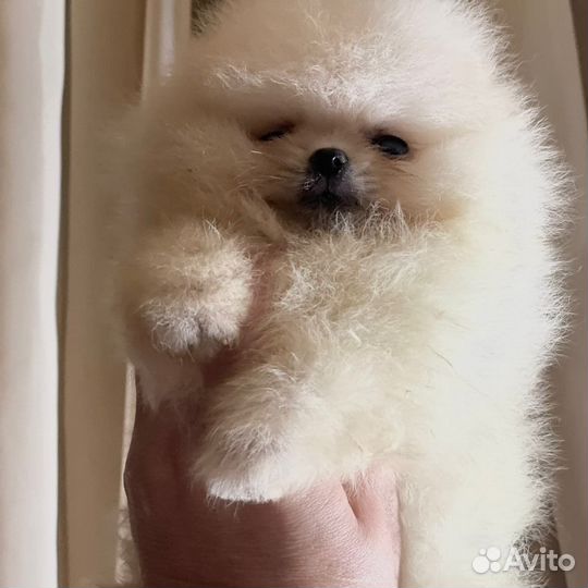 Микро мальчик и девочка померанского шпица