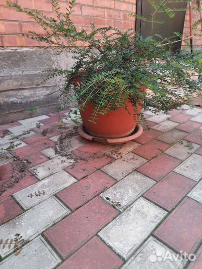 Жимолость