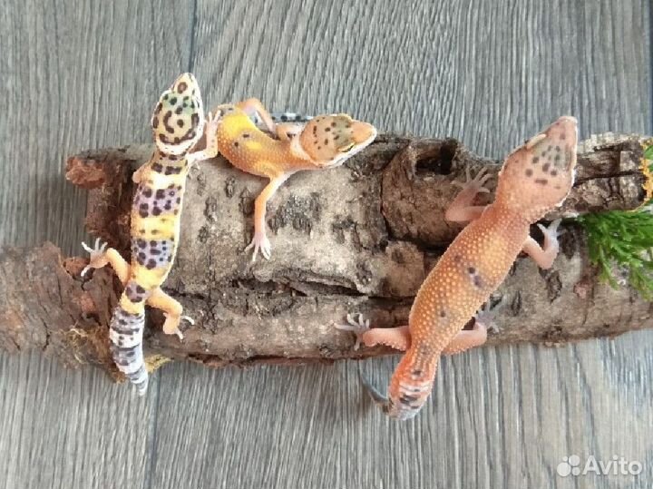 Малыши ящерята эублефар