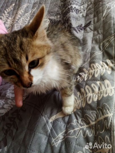 Котёнок /девочка