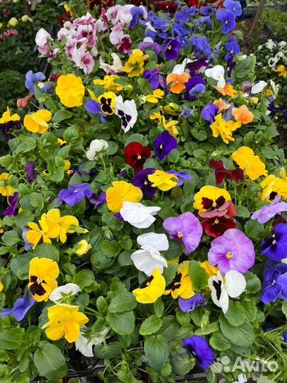 Петунья, кашпо, лобелия, бархатцы