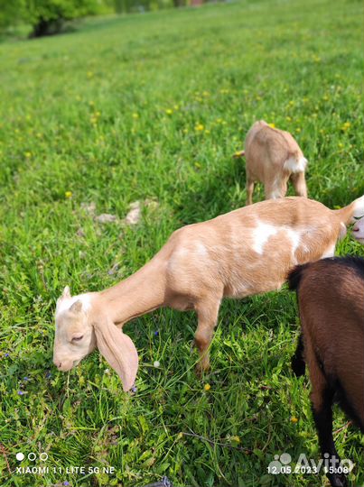 Зааненских козёл, козлята, козы покрытые