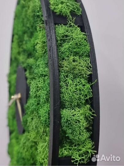 Часы со стабилизированным мхом