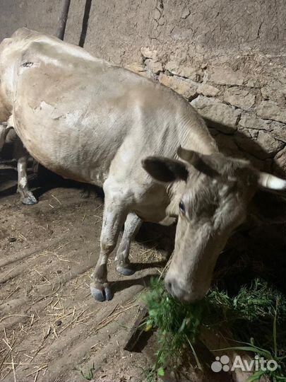 Корова дойная