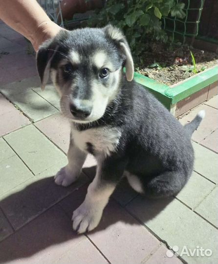 Собака в добрые руки щенок