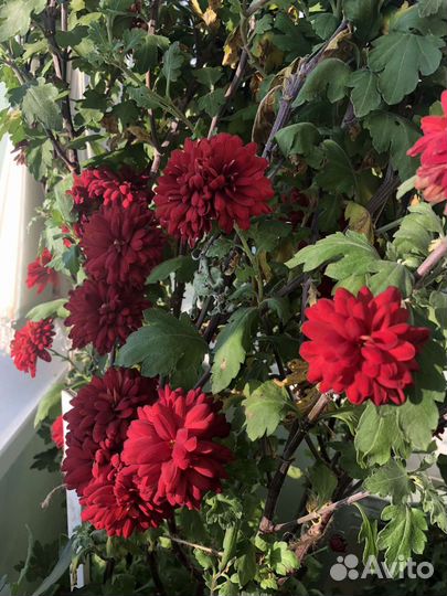 Хризантема комнатная