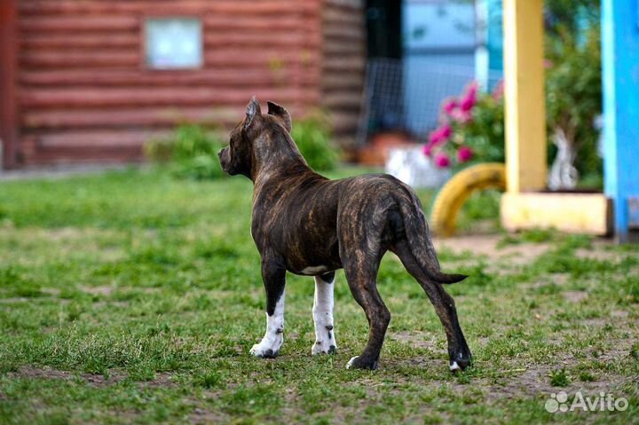 Американский булли