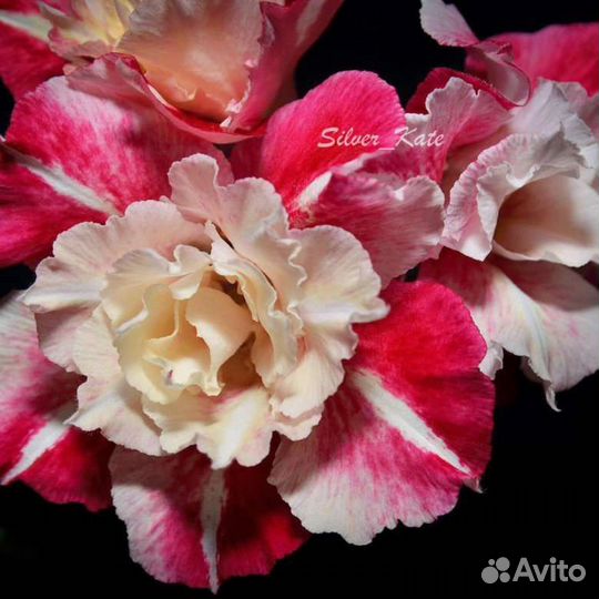 Адениум Nhu Lan, прививка