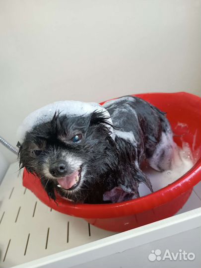 Груминг шпицы