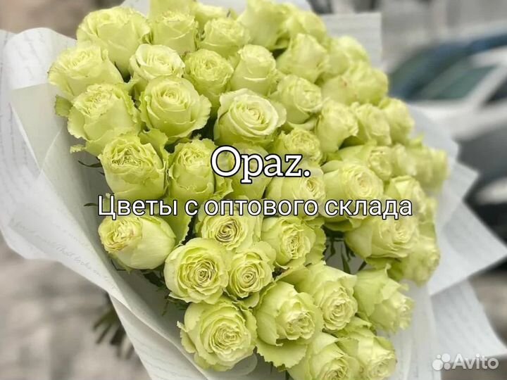 Роза Эквадор