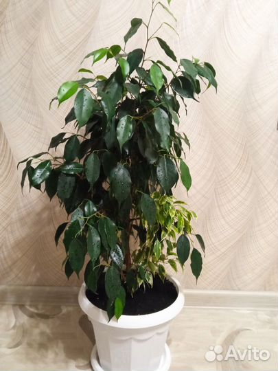 Фикус бенджамина