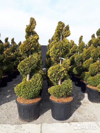 Туя западная Yellow Ribbon Спираль