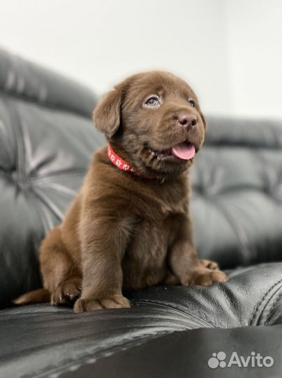 Щенки лабрадор