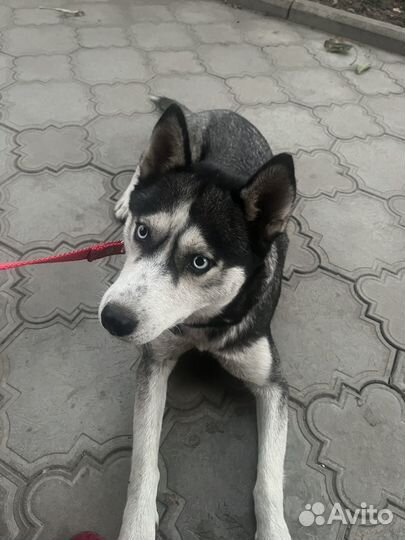 Сибирский хаски
