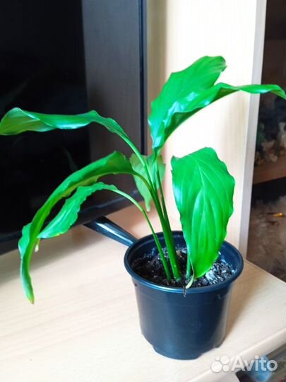 Спатифиллум или женское счастье