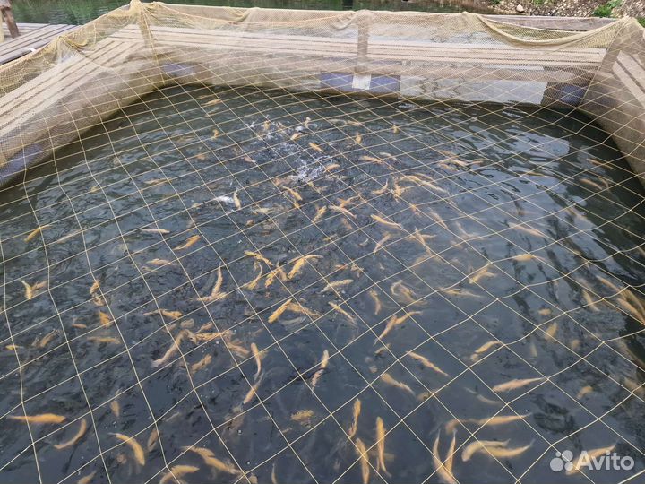 Форель живая высочайшее качество оптом