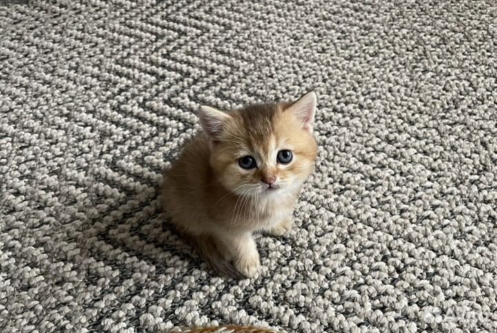 Британские котята