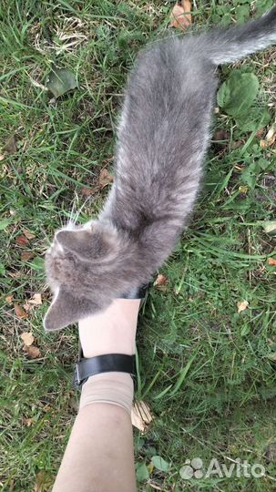 Котёнок серый бесплатно