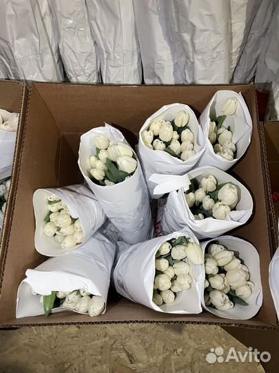 Тюльпаны опт и розница