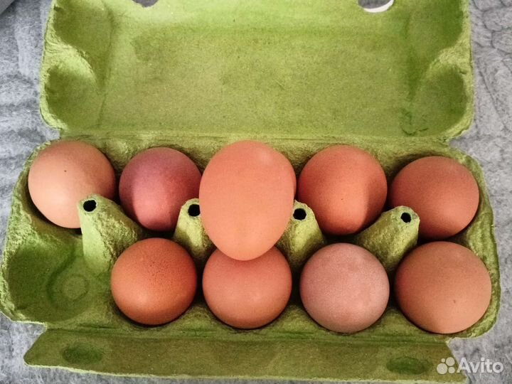 Яйцо домашнее