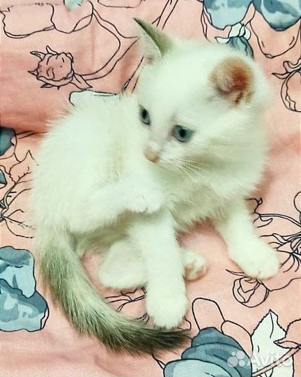 Турецкая ангора