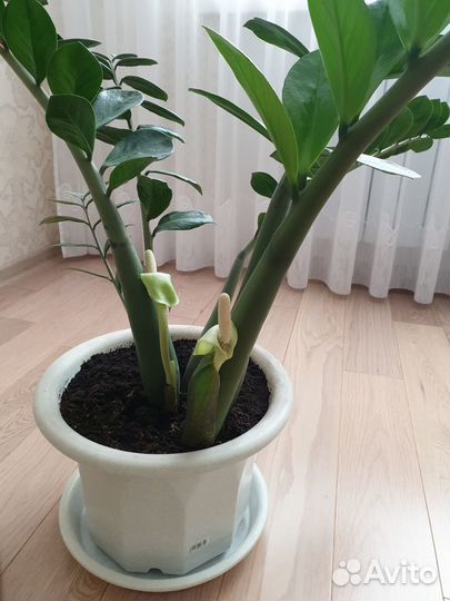 Замиокулькас, фикус Бенджамина