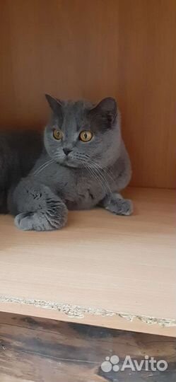 Британская кошка