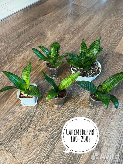 Комнатные цветы