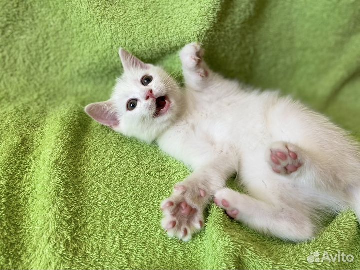 Шотландский котенок (мальчик)