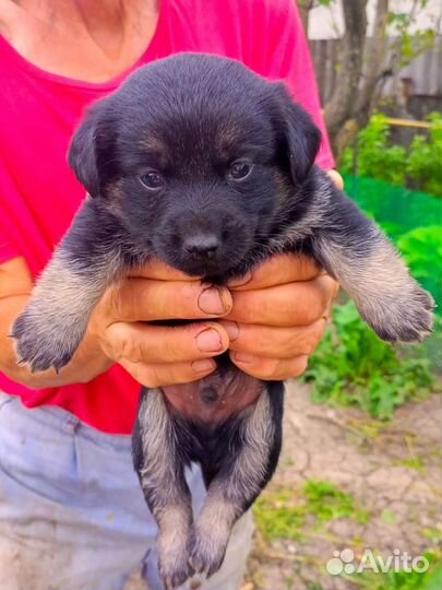 Щенки дворняжки