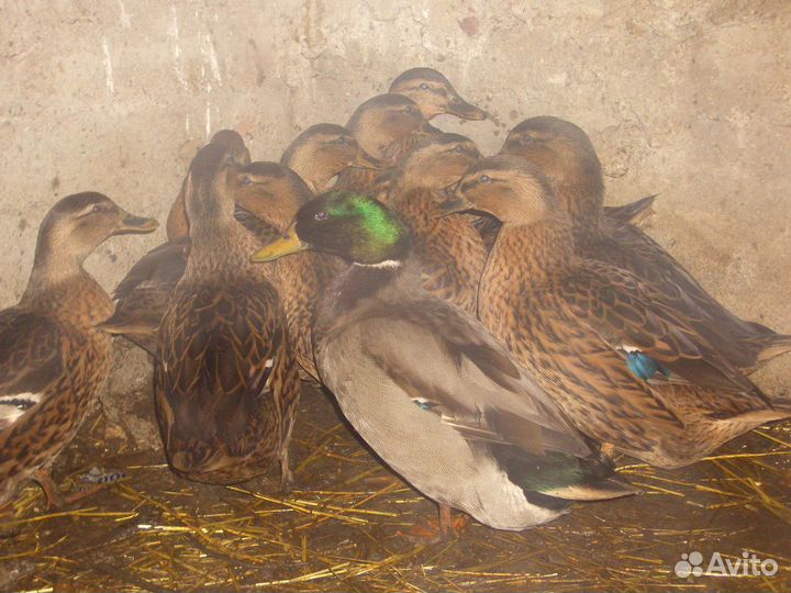 Подсадные утки