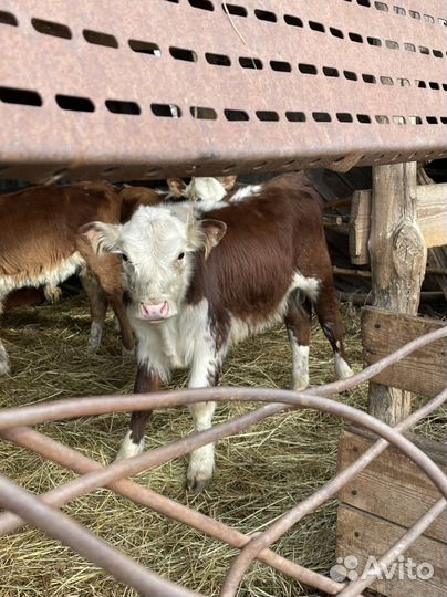 Бычки и телки породистые