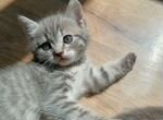 Котята в добрые руки 1.5 месяца