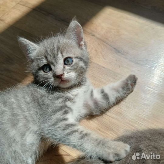 Котята в добрые руки 1.5 месяца